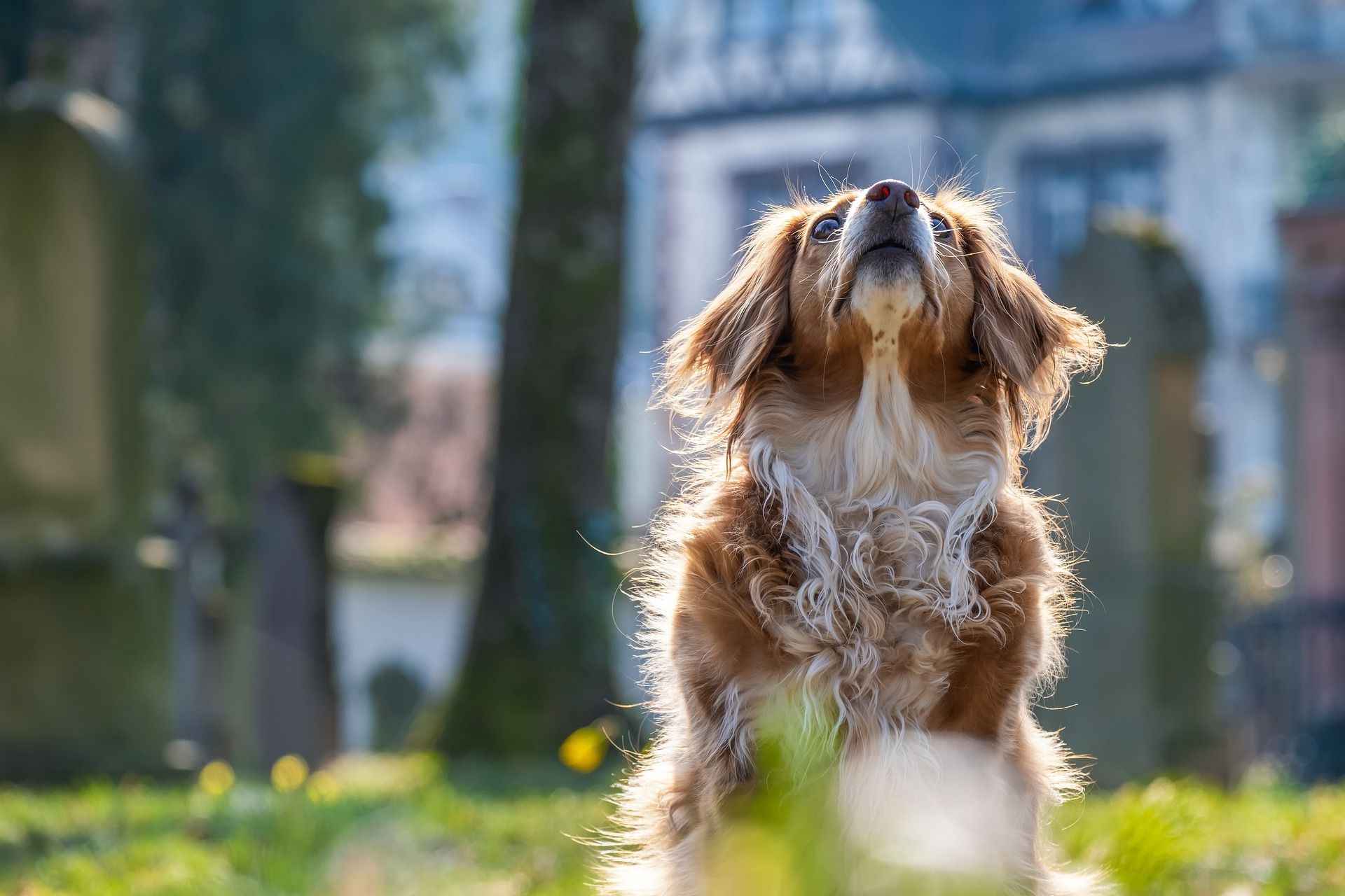 doglookingup